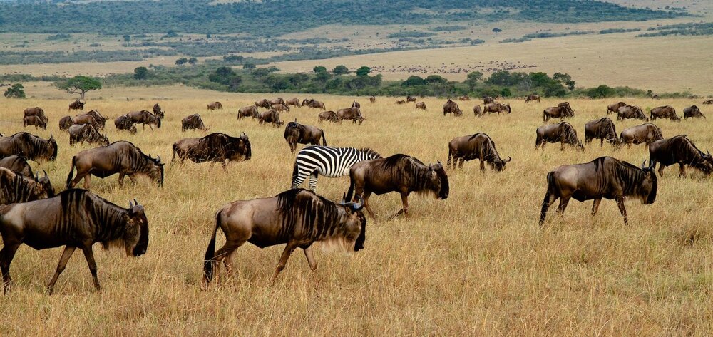 A zebra grazes among a herd of gnu