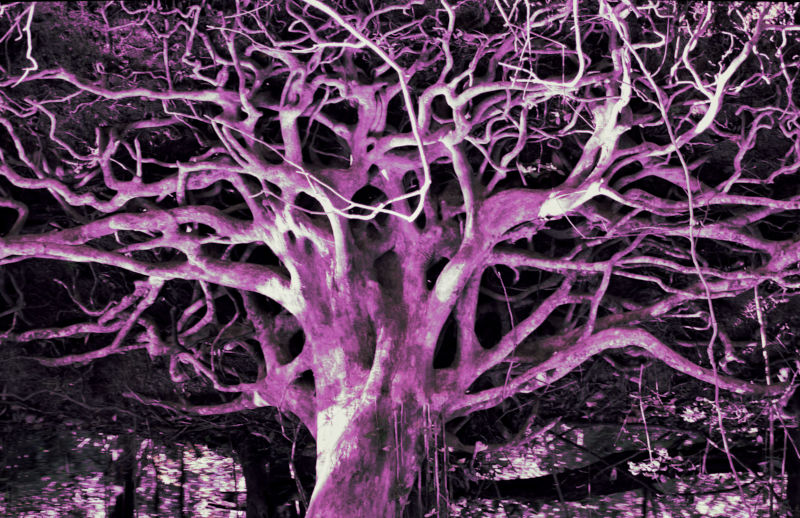 Rhizomatic structure of learning pathways