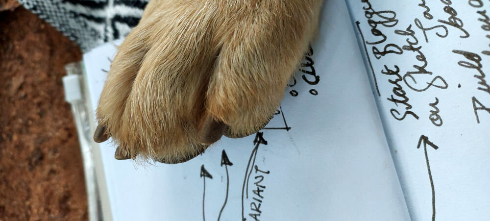 A dog resting his paw on my notebook